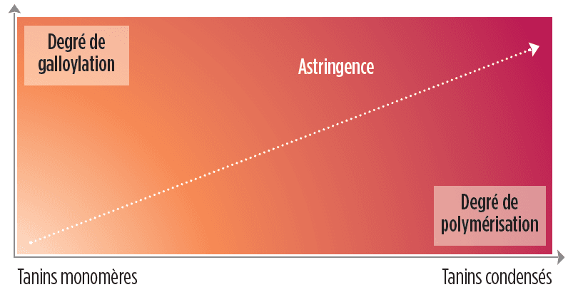 solution-sensation-organoleptique-puissance-tannin-perception-astringence