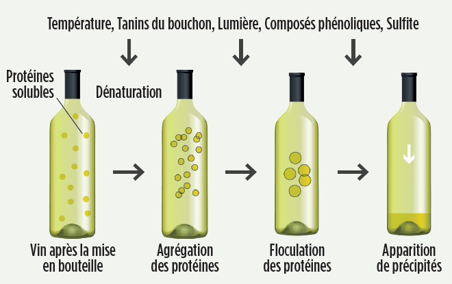 solution-stabilisation-proteique-proteine-rapidase-proteostab-enzymes-vin