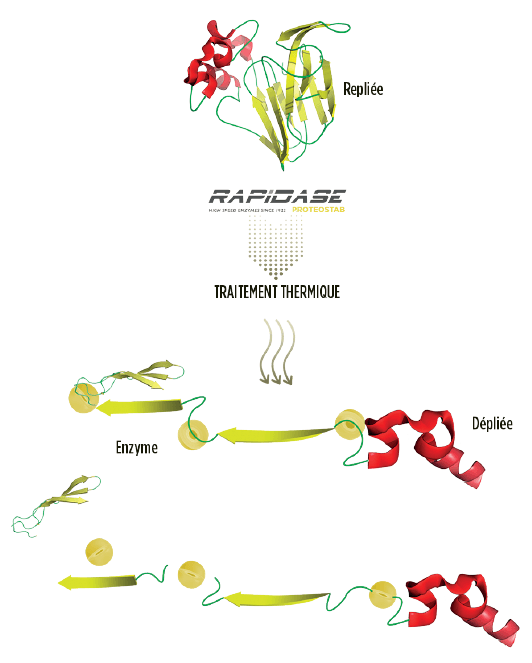 solution-stabilisation-proteique-proteine-rapidase-proteostab-enzymes-vin